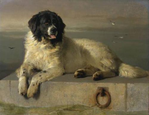 Sir edwin henry landseer,R.A. A Distinguished Member of the Humane Society Spain oil painting art